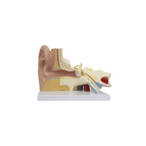 Model, Ear (Human) 2 times, 2 parts.