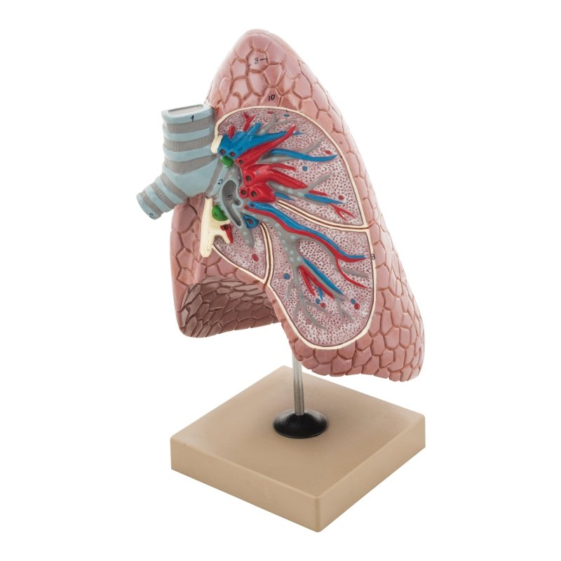 Model Healthy Lung — SmartLabs