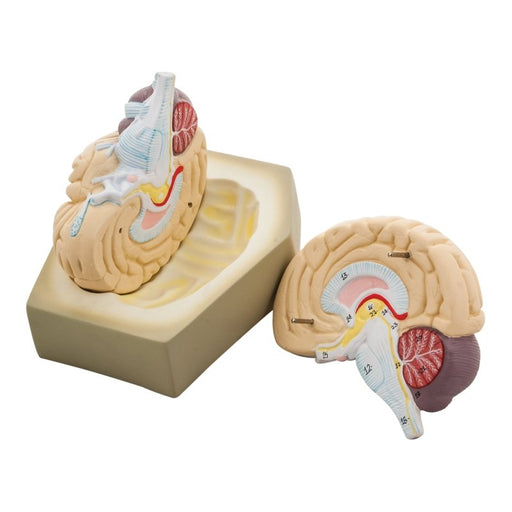 Model Human Brain - 2 parts, Median Section