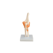 Model, Human Elbow Joint - on base