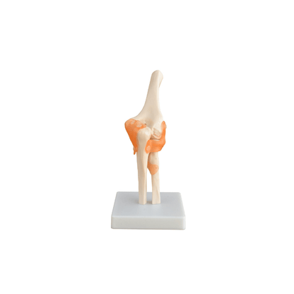 Model, Human Elbow Joint - on base