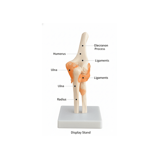 Model, Human Elbow Joint - on base