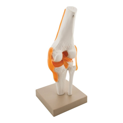 Model Human Knee Joint