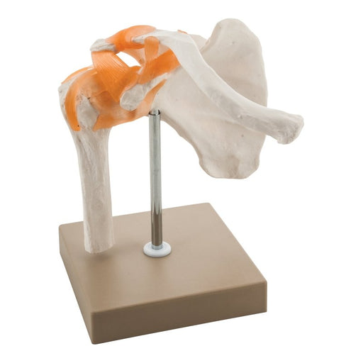 Model Human Shoulder Joint