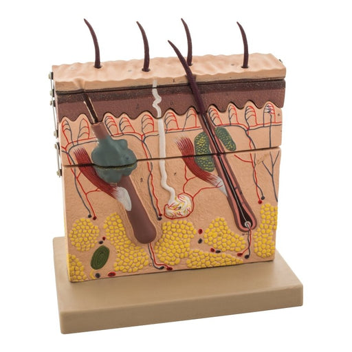 Model Human Skin - Enlarged 70 times - 4 Parts