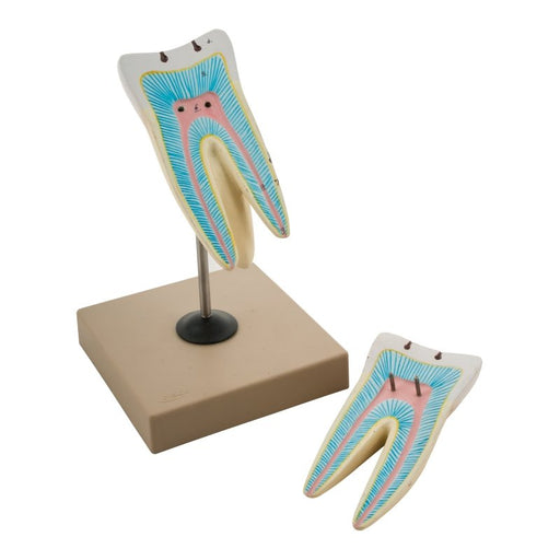 Model Human Tooth - 2 Parts