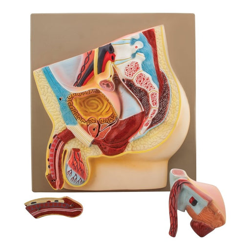 Model Male Pelvis Section - 3 Parts