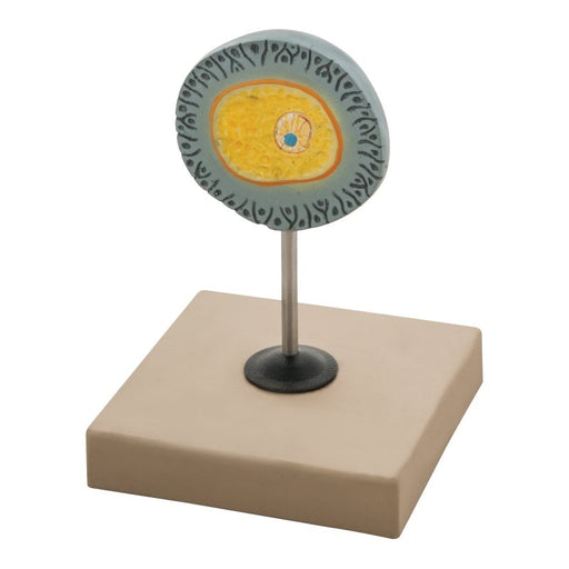 Model of Human Female Egg