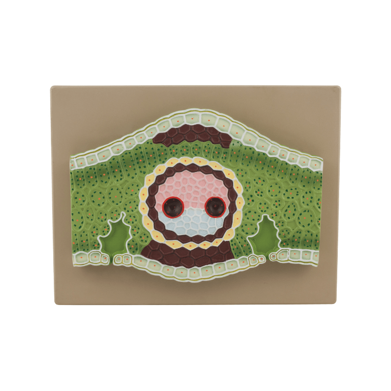 Monocot Leaf Model, Vertical Section - 300x Magnified