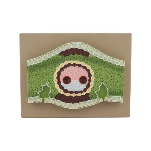 Monocot Leaf Model, Vertical Section - 300x Magnified