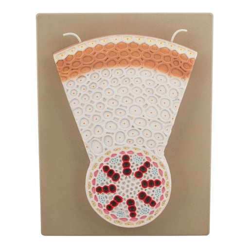 Monocot Root Model - Transverse Section - Precise Hand Painted Details with Key Card