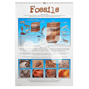 Fossils poster showing fossil types and geological time periods