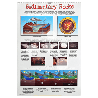 Sedimentary rocks poster showing rock cycle and fossil formation