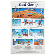Food chains poster showing producers consumers and energy flow