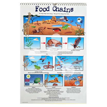 Food chains poster showing producers consumers and energy flow