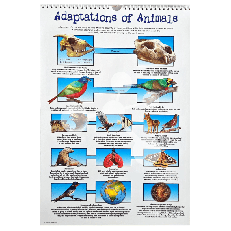 Adaptations of animals poster showing mammals birds and survival traits