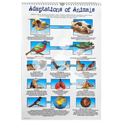 Adaptations of animals poster showing mammals birds and survival traits
