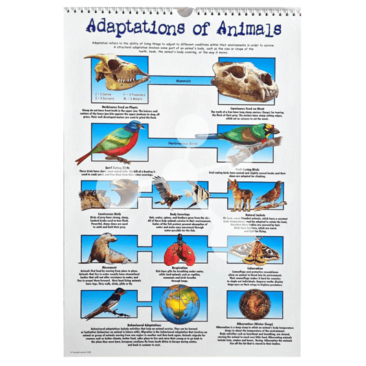 Adaptations of animals poster showing mammals birds and survival traits
