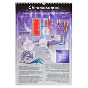 Chromosomes poster showing cell division DNA structure and genetics