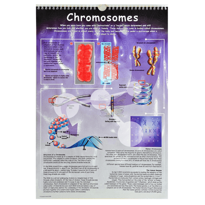 Chromosomes poster showing cell division DNA structure and genetics