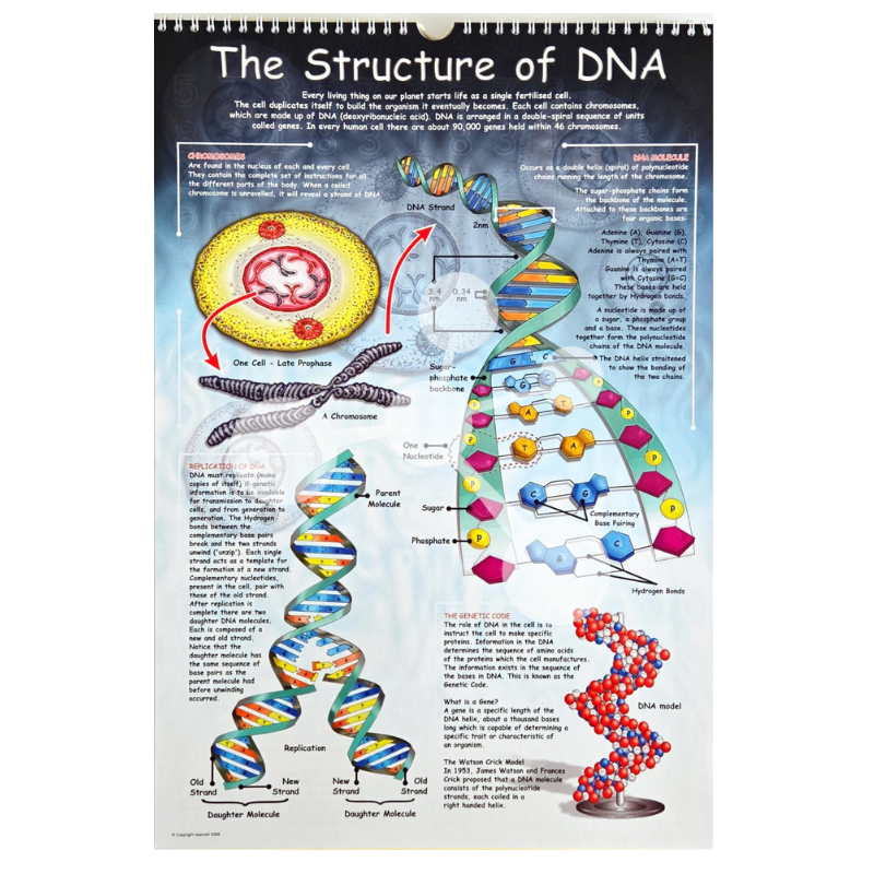 Structure of DNA poster showing double helix and genetic information
