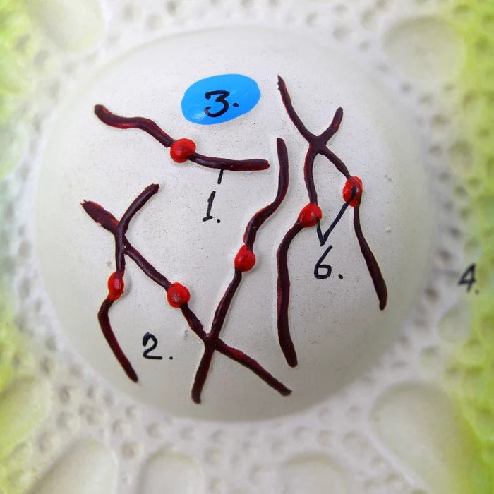Plant Cell Division Meiosis Model, with Hand Painted Details - Mounted on Base