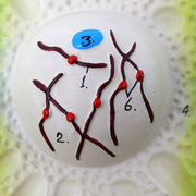 Plant Cell Division Meiosis Model, with Hand Painted Details - Mounted on Base