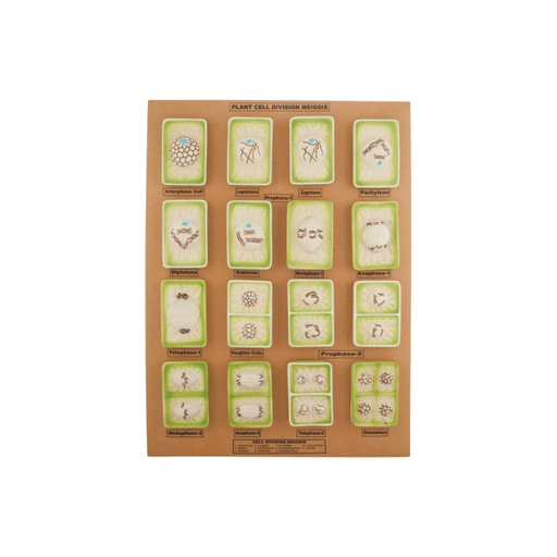 Plant Cell Division Meiosis Model, with Hand Painted Details - Mounted on Base