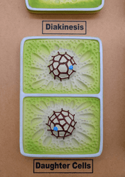 Plant Cell Division Meiosis Model, with Hand Painted Details - Mounted on Base
