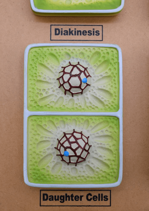 Plant Cell Division Meiosis Model, with Hand Painted Details - Mounted on Base