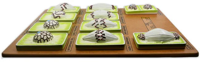 Plant Mitosis Model - Three - Dimensional - Mounted