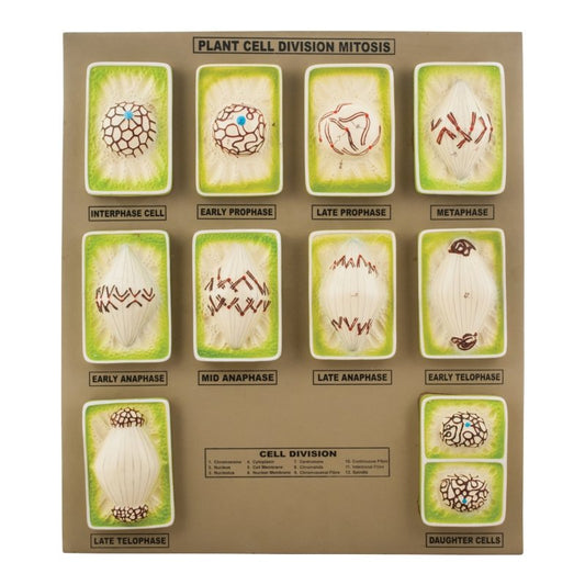 Plant Mitosis Model - Three - Dimensional - Mounted