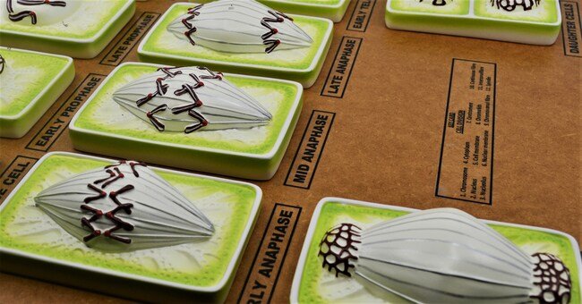 Plant Mitosis Model - Three - Dimensional - Mounted