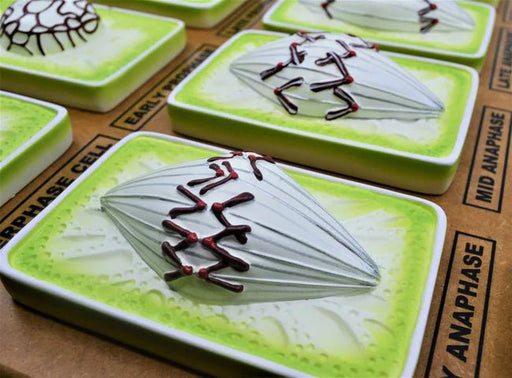 Plant Mitosis Model - Three - Dimensional - Mounted