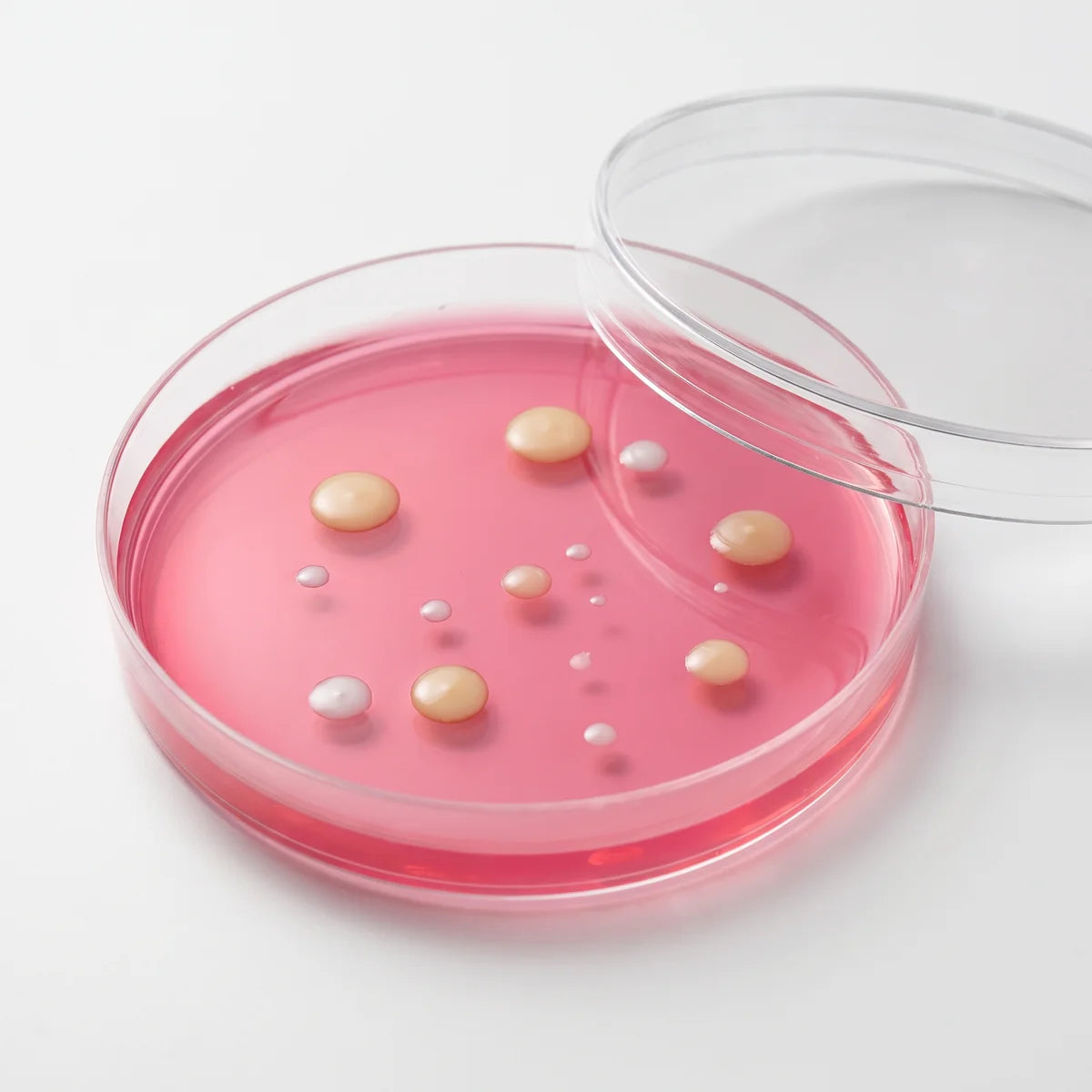 Petri dish microbial culture