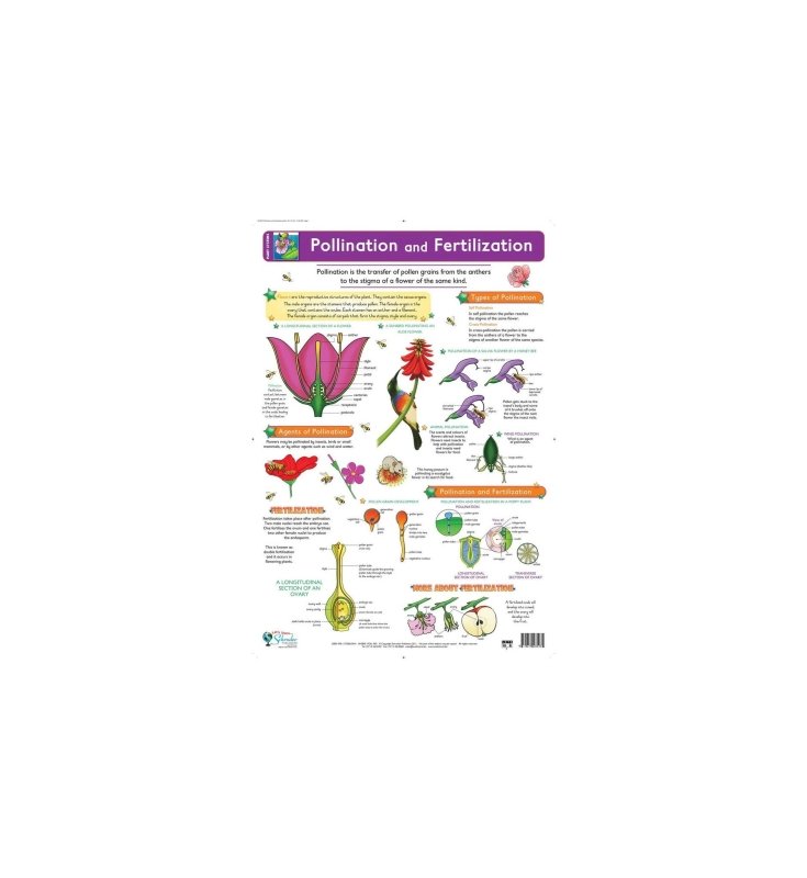 Pollination and fertilization revised - Wallchart — SmartLabs