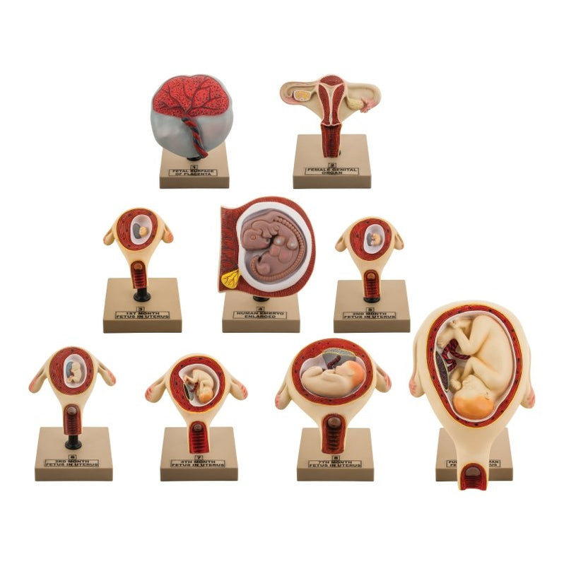 Set of 9 Anatomical Models: Human Embryo & Fetal Development — SmartLabs