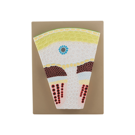 Premium Dicot Stem Model, on Base - Transverse Section, Greatly Magnified