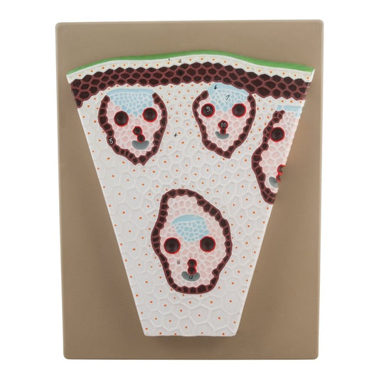 Premium Monocot Stem Model, on Base - Transverse Section, Greatly Magnified