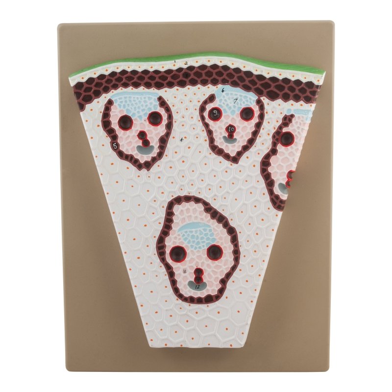 Premium Monocot Stem Model, on Base - Transverse Section, Greatly Magnified