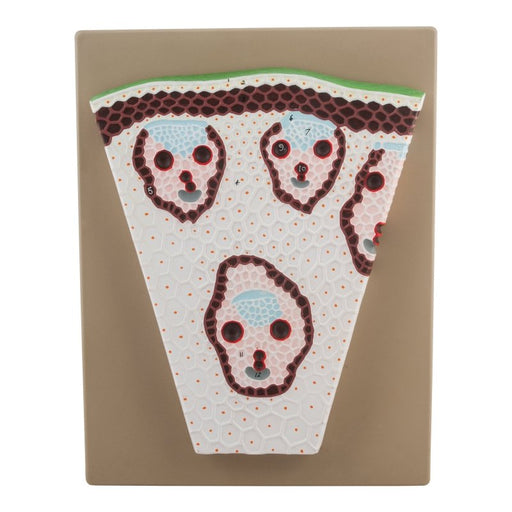 Premium Monocot Stem Model, on Base - Transverse Section, Greatly Magnified