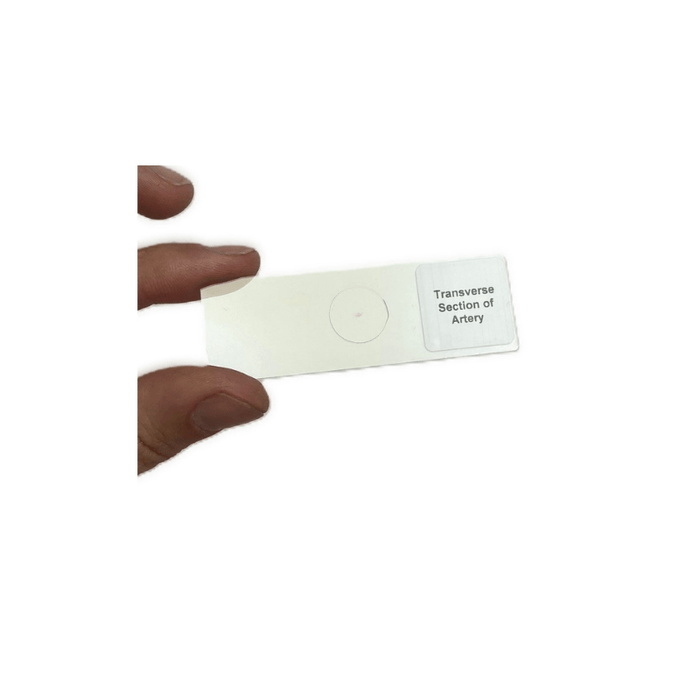 Prepared Microscope Slide - Transverse Section of Artery (individually packed),1 pc
