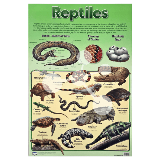 Reptiles Wall Chart