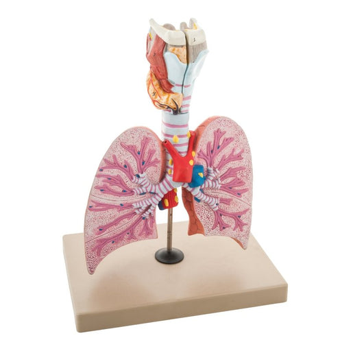 Respiratory - Healthy Lungs