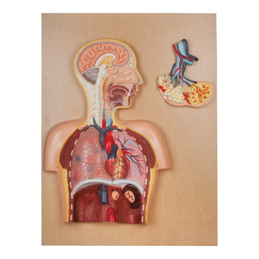 Respiratory System Model