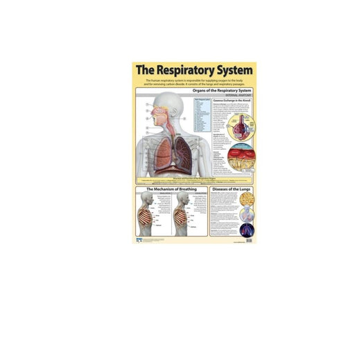 Respiratory System Sep - Wall Poster