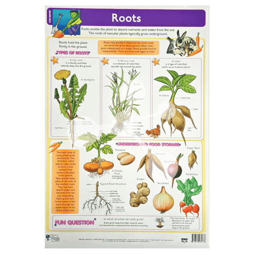 Roots Wall Chart