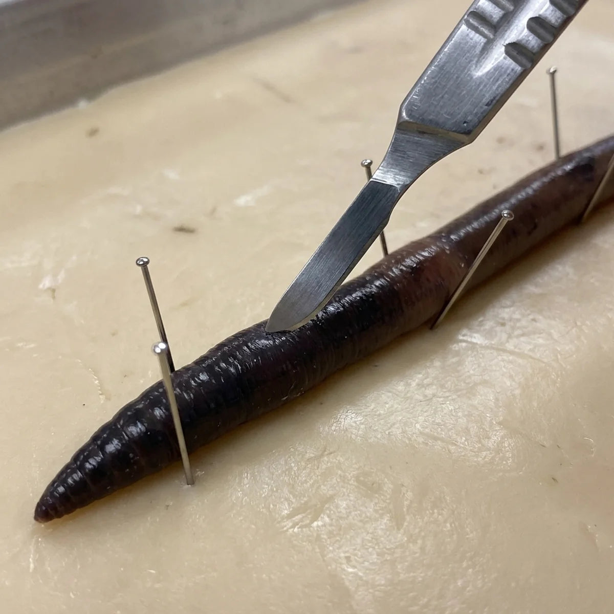 Scalpel used in specimen dissection