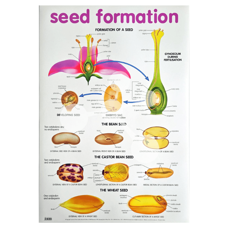 Seed Formation Wall Chart