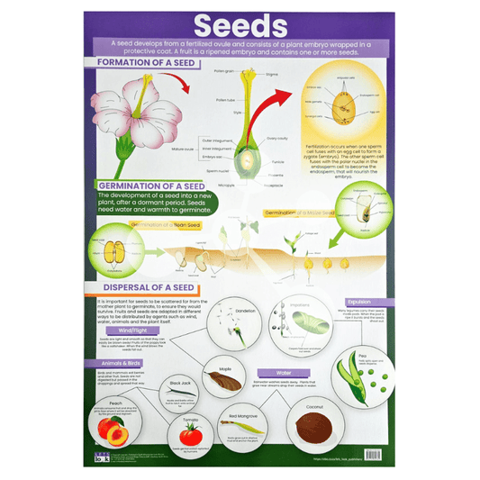Seeds Wall Chart